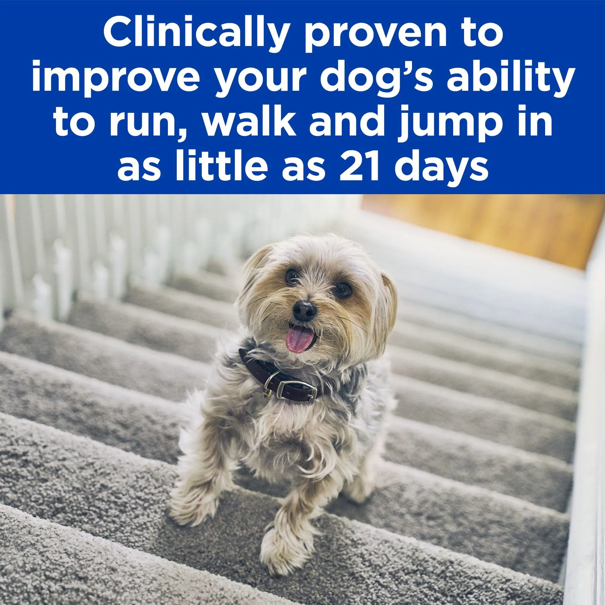 Hill's Prescription Diet Mobility j/d Chicken Flavour Dry Dog Food