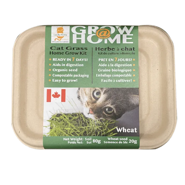 Lucky Kitty Grow @ Home Cat Grass Home Grow Kit; Wheat