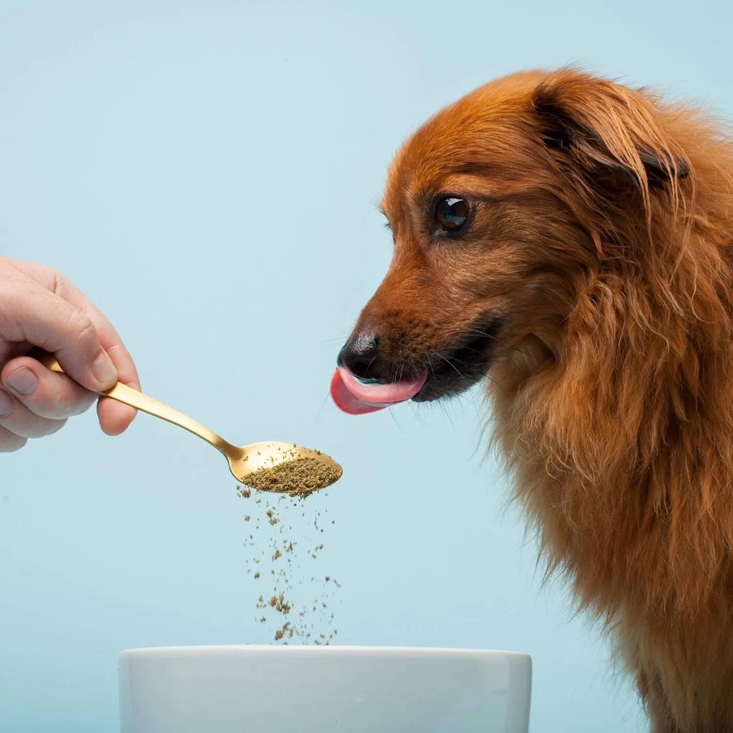 Pet Kelp Canine Probiotic 8Oz Superfood Powdered Supplement, Organic & Limited Ingredient Formula for Digestive Health of Dogs