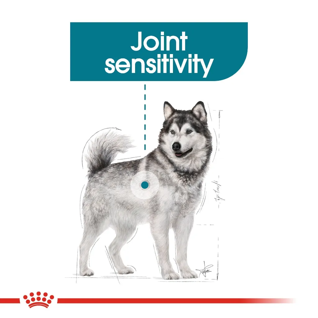 Royal Canin Maxi Joint Care 3kg Adult Dry Dog Food - Canine Care Nutrition